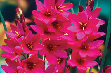 Ixia 'Mabel'