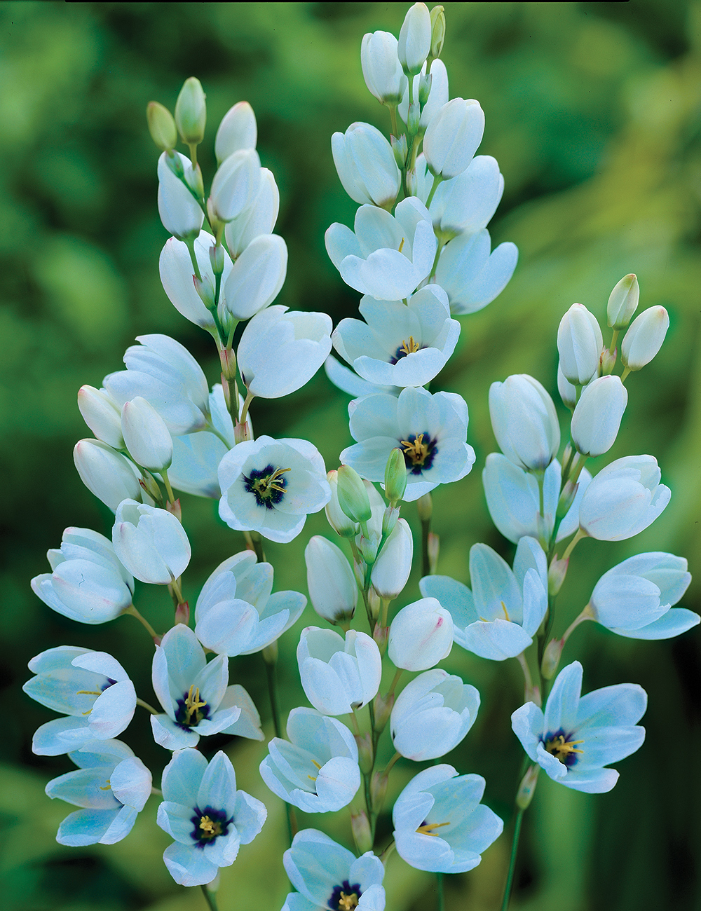 Duck Egg Blue Ixia Amethsytina