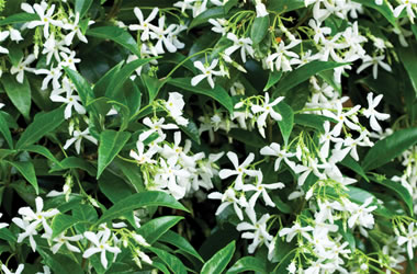 Starry Wild Jasmine