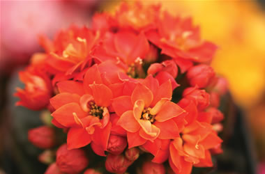 Kalanchoe Flaming Katy Orange