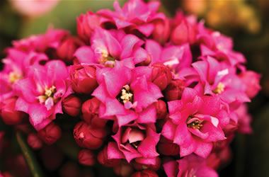 Kalanchoe Flaming Katy Bright Pink