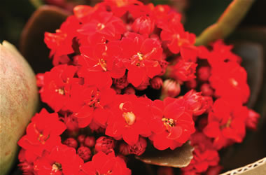 Kalanchoe Flaming Katy Red