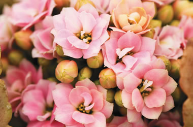 Kalanchoe Flaming Katy Bi-colour