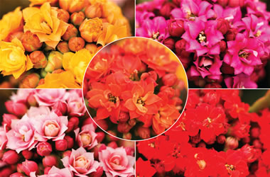 Kalanchoe Flaming Katy Collection