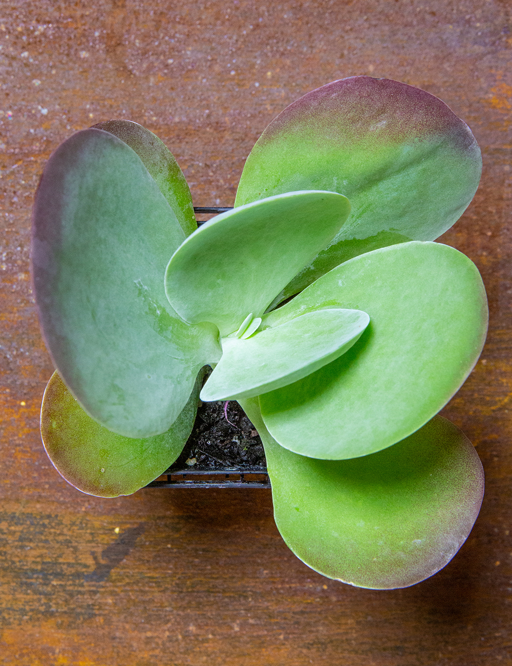 Kalanchoe Flapjacks