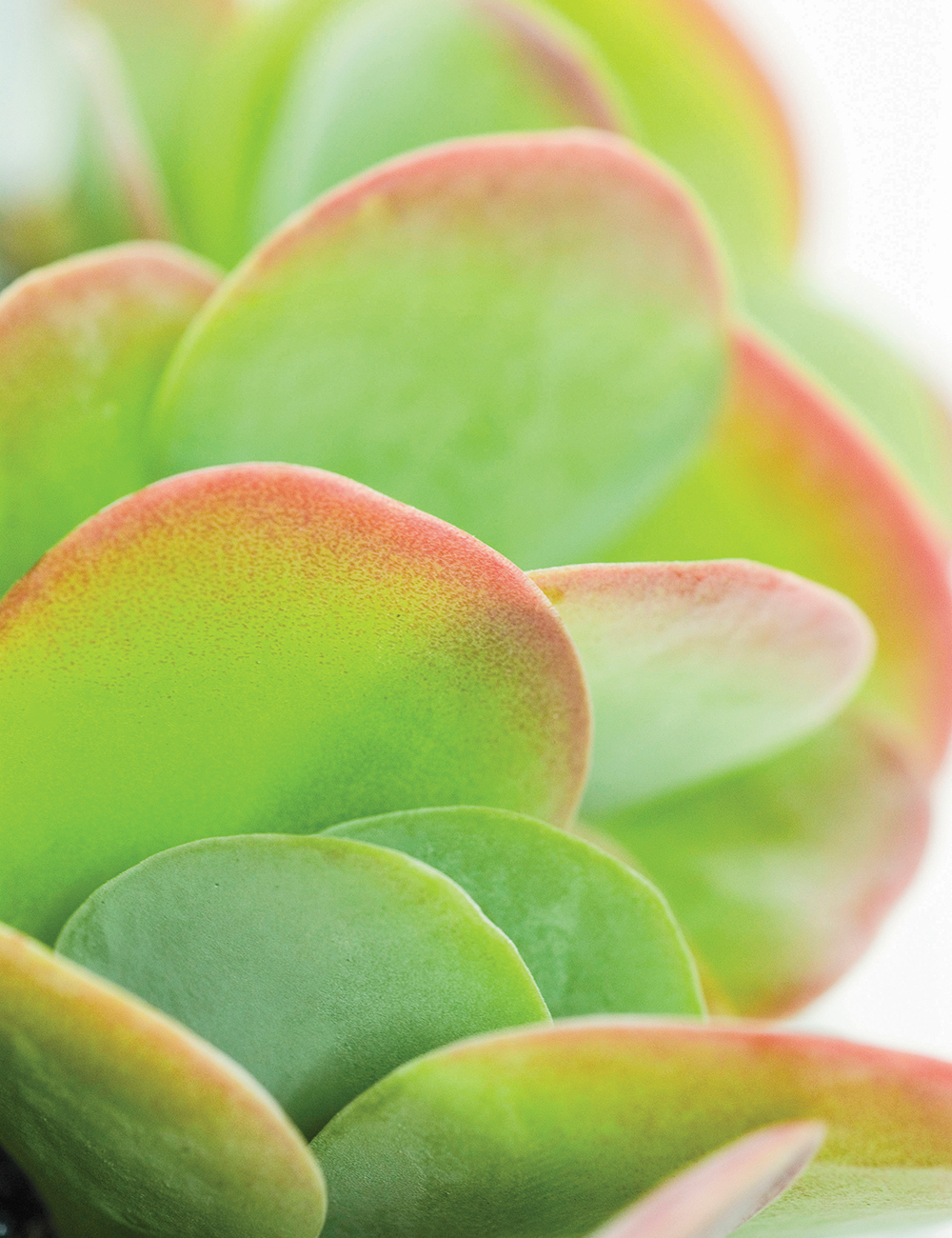 Kalanchoe Flapjacks