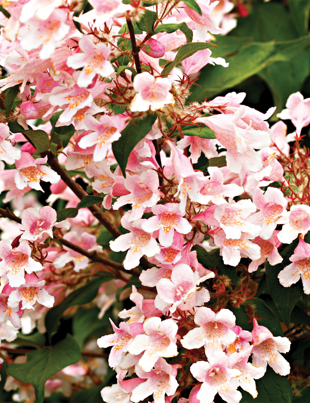 Kolkwitzia 'Pink Cloud'