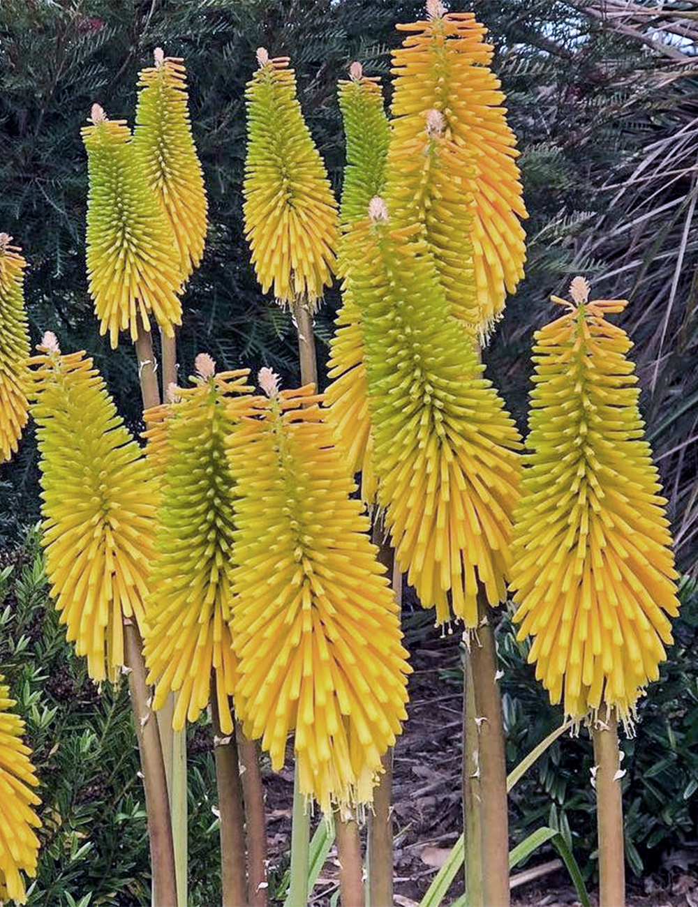 Red Hot Poker 'Citrina'