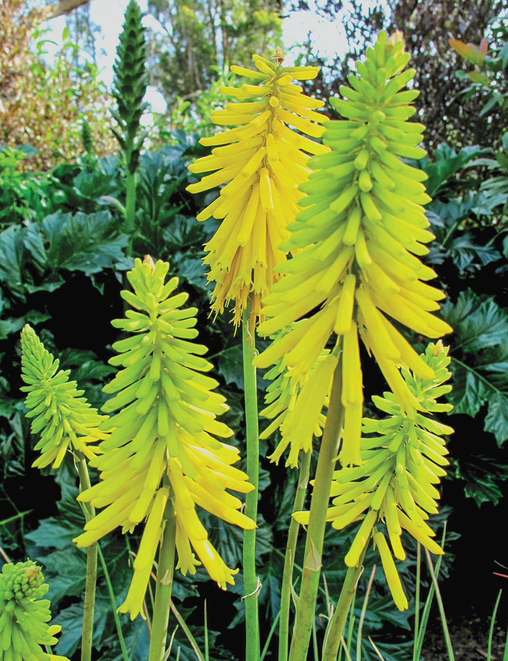 Kniphofia 'Ascot Lemon'