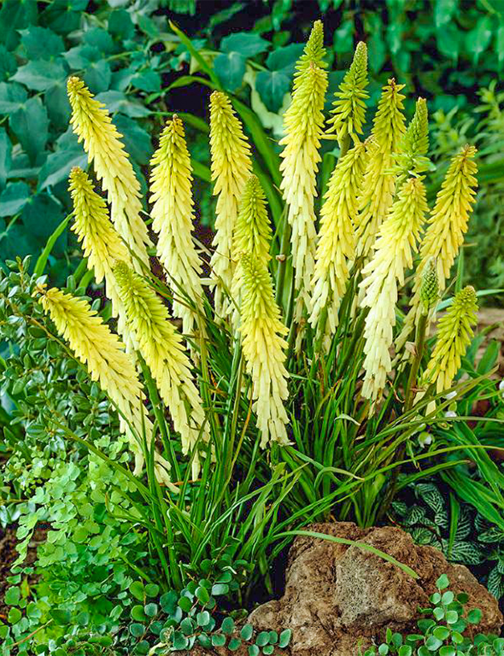 Kniphofia 'Little Maid'