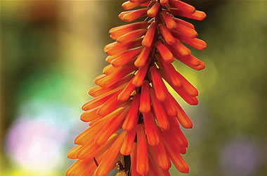 Kniphofia Orange Queen