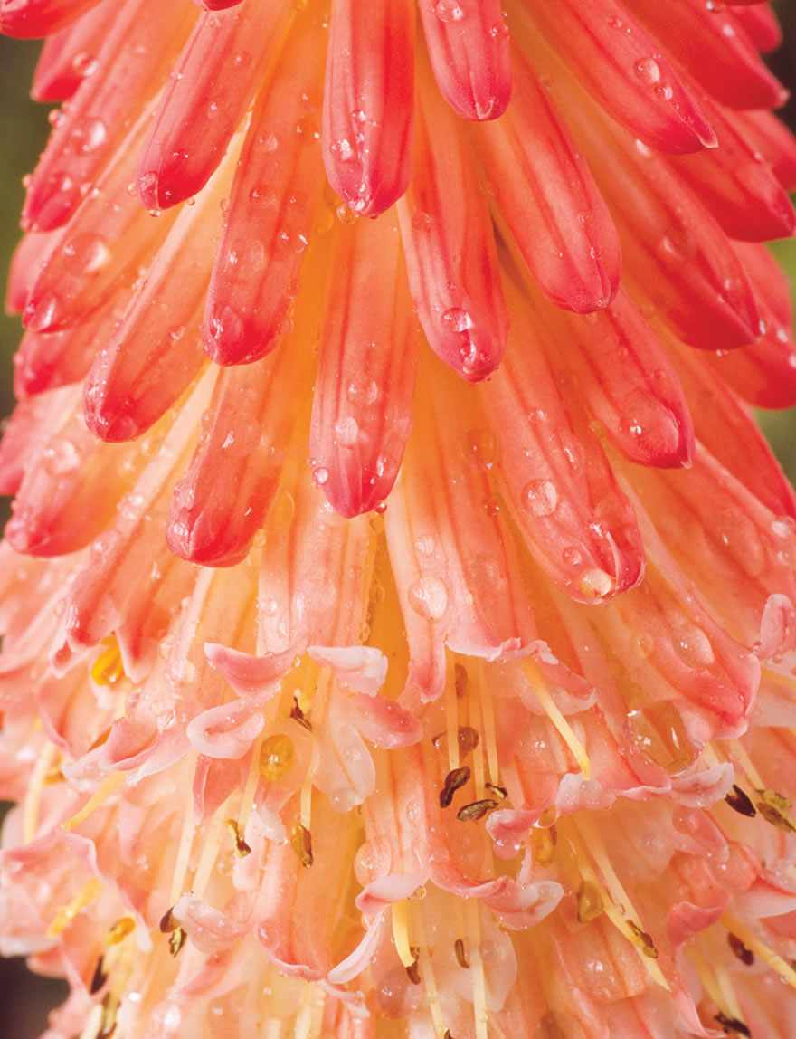 Kniphofia Strawberries and Cream