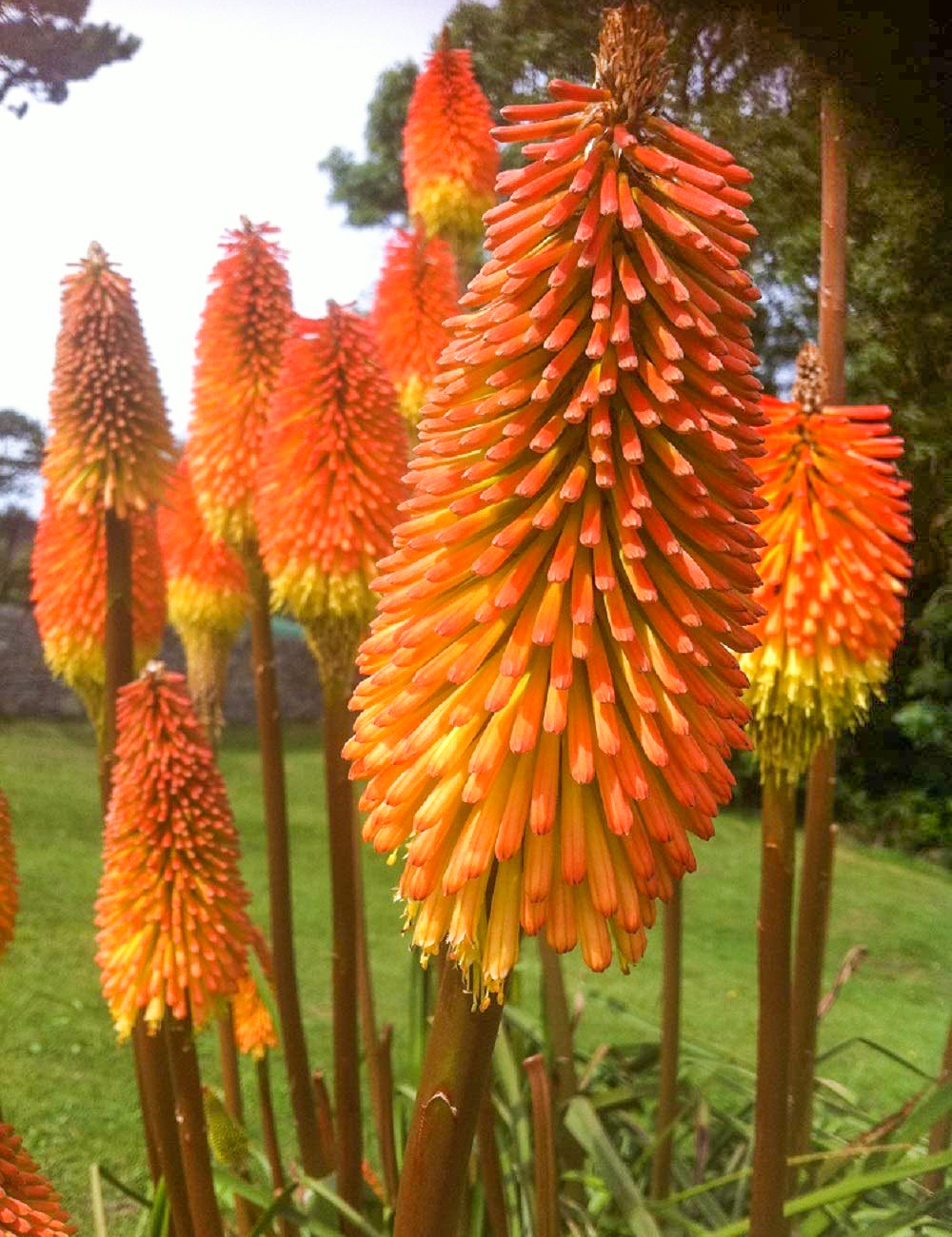 Torch Lily Zambia