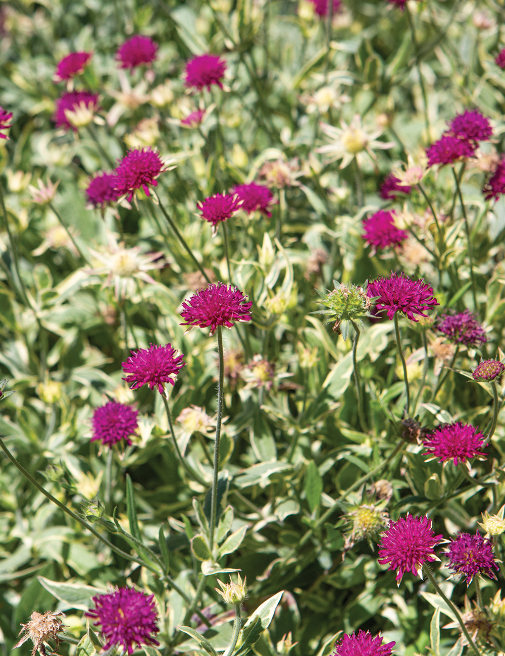 Knautia Thunder and Lightning