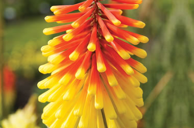 (34B) Kniphofia 'Lemon Torch Lily'