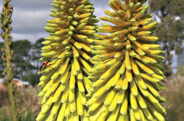 (39B) Kniphofia 'Lime Glow'