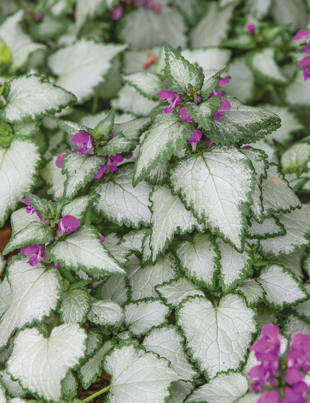 Lamium 'Beacon Silver'