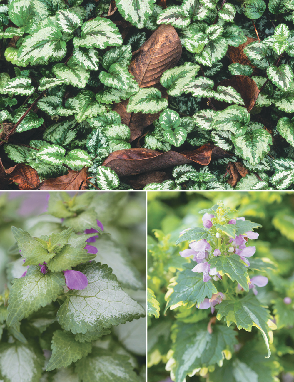 Lamium Collection