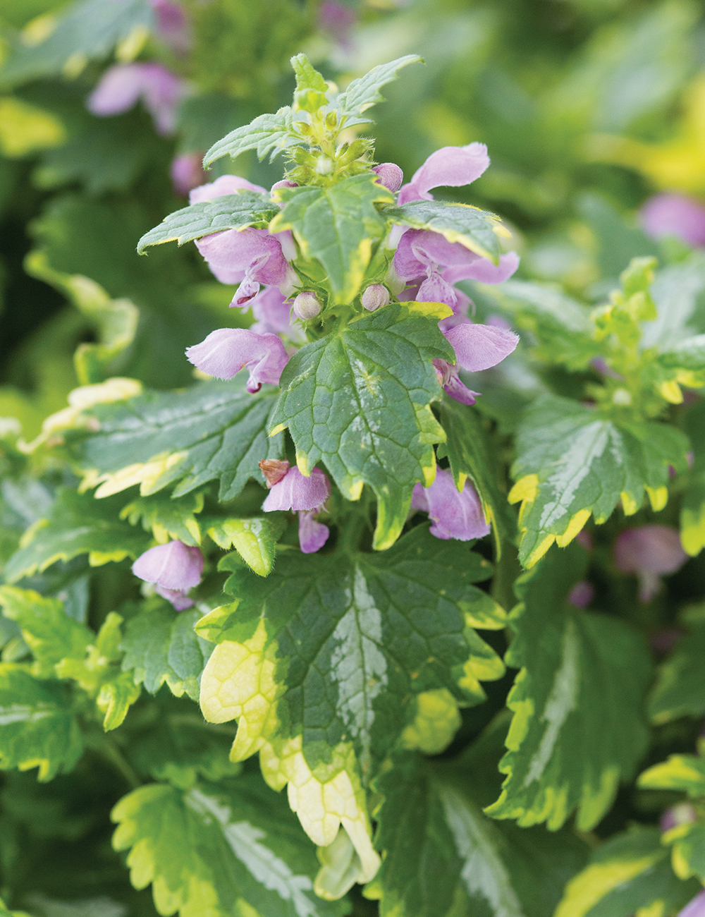 Lamium Anne Greenaway