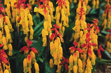 (33A) Lachenalia Golden Giant