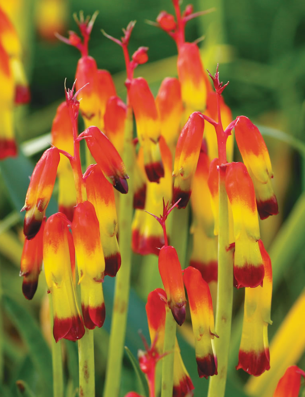 Lachenalia Quadricolor