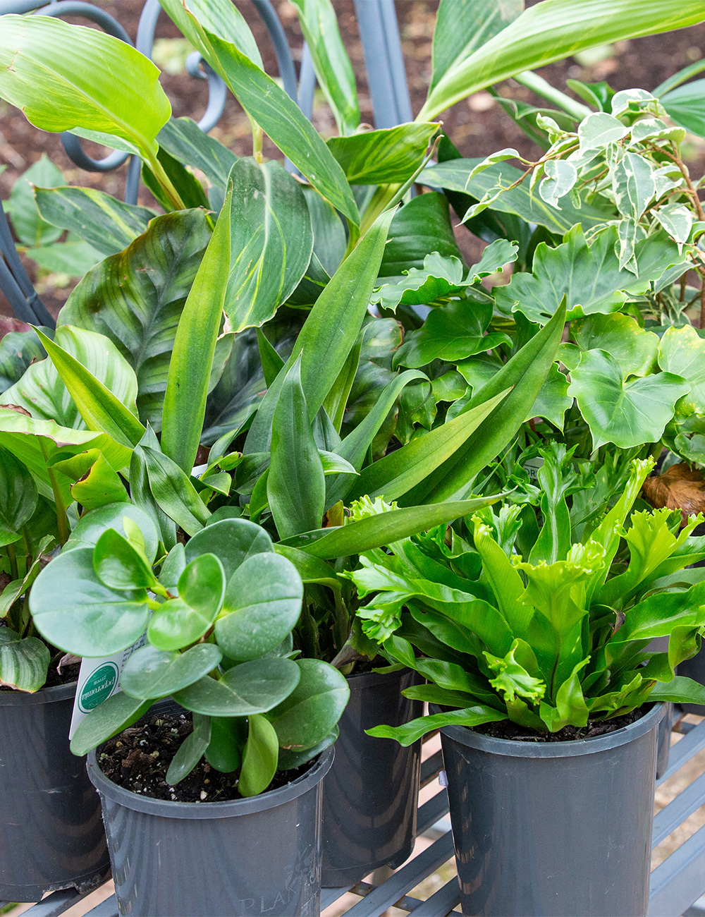 Indoor Plant 'Pot Luck'