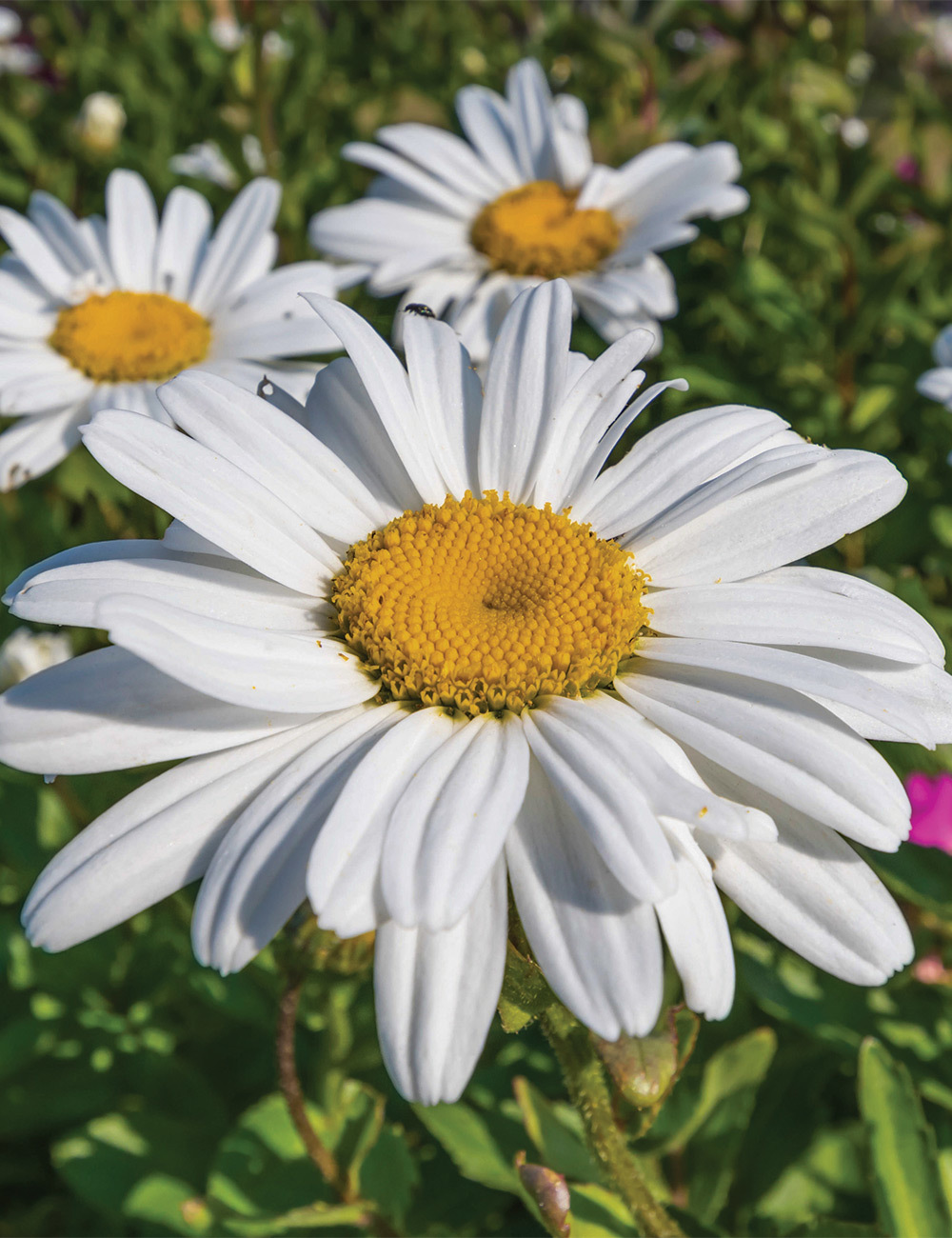 Shasta Daisy 'Betsy'