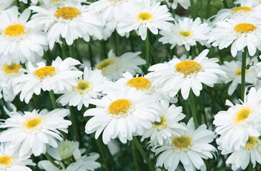 Leucanthemum Becky