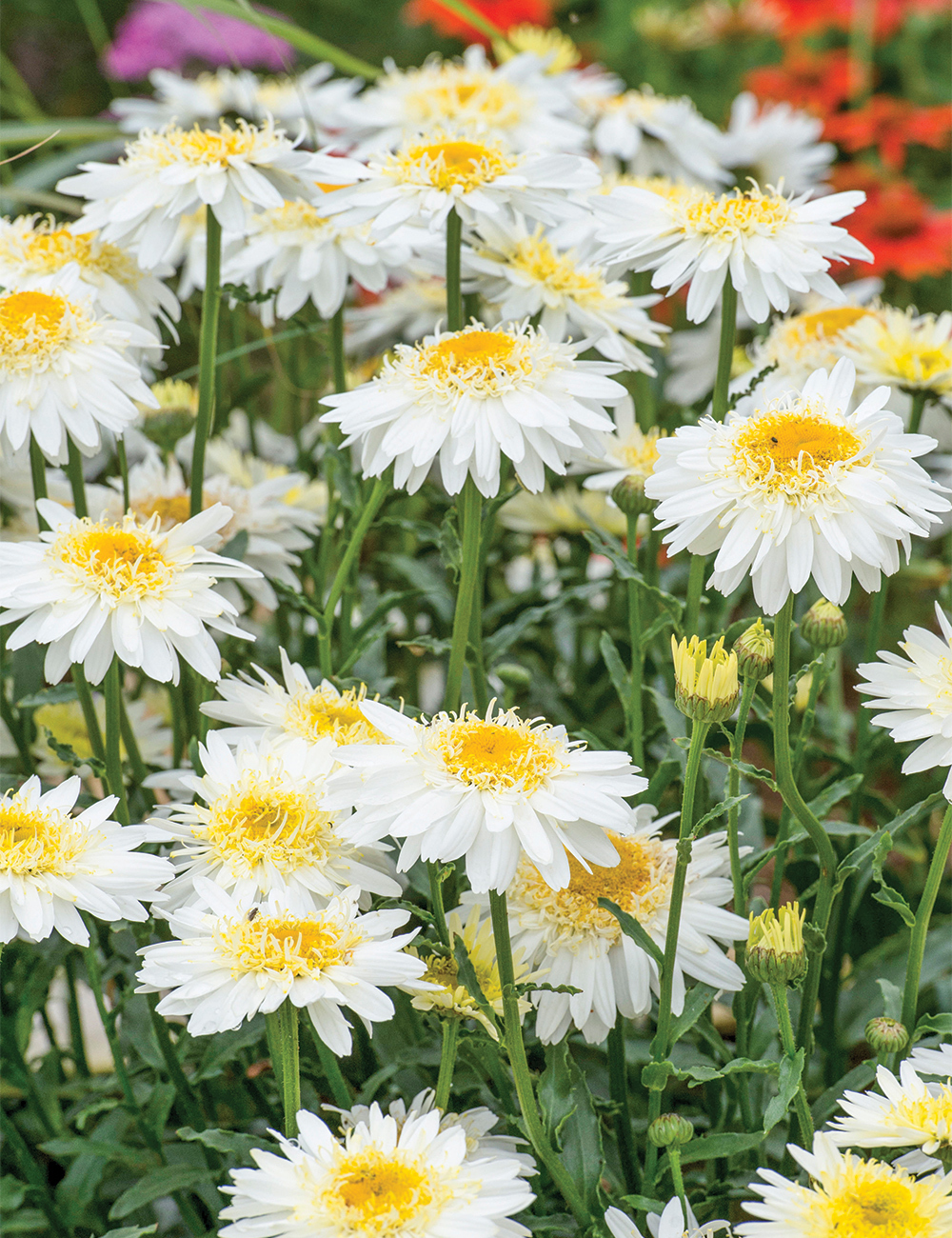 Shasta Daisy 'Dreams'