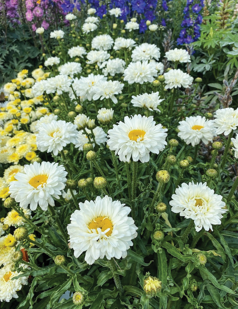 Shasta Daisy 'Victorian Secret'