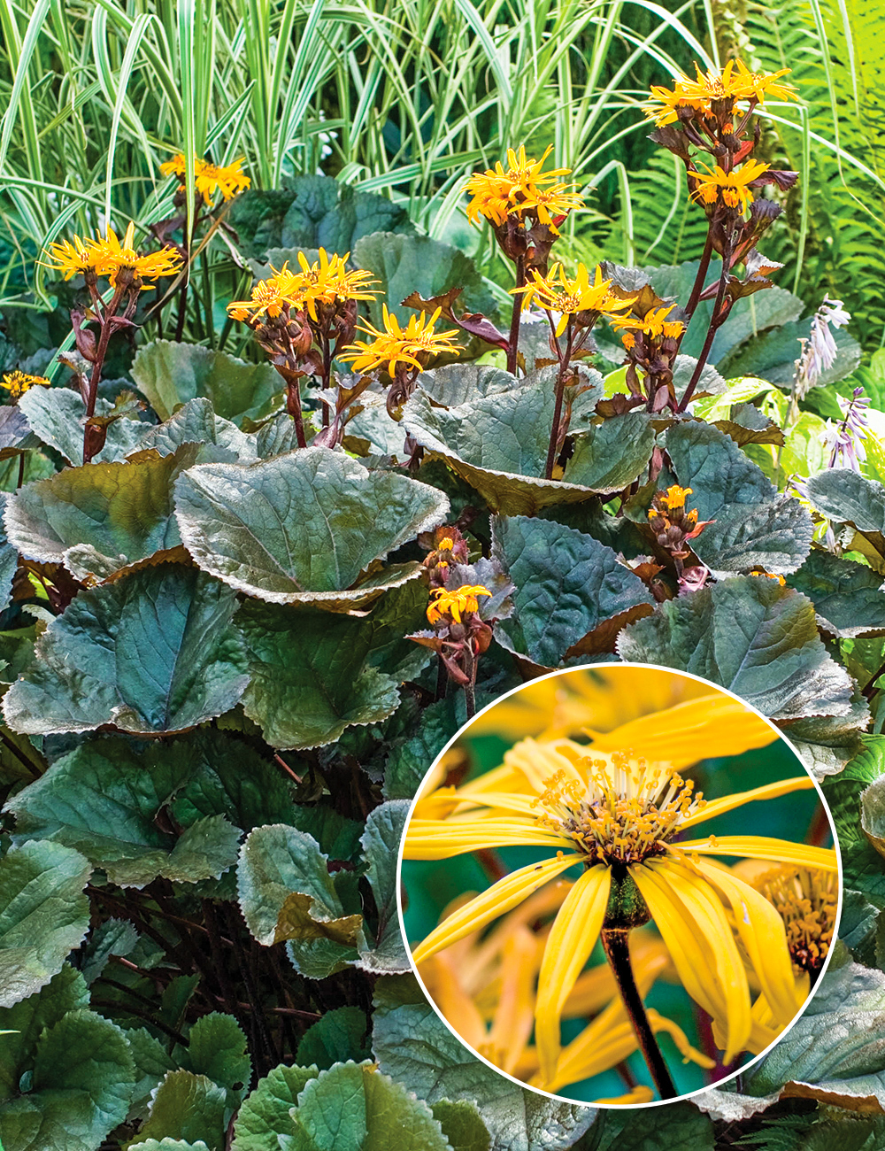 Ligularia 'Midnight Lady'