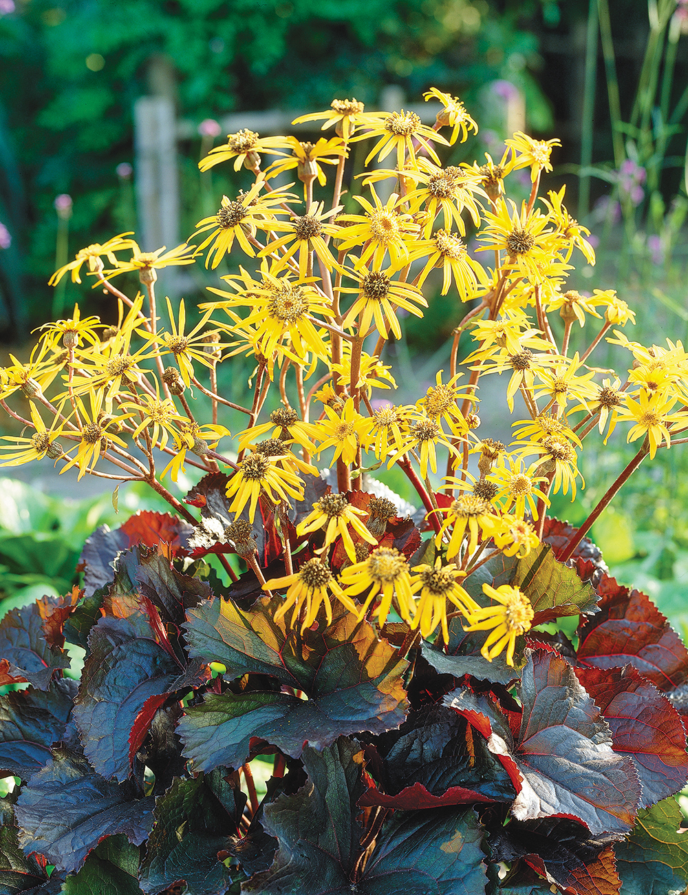 Ligularia Panda