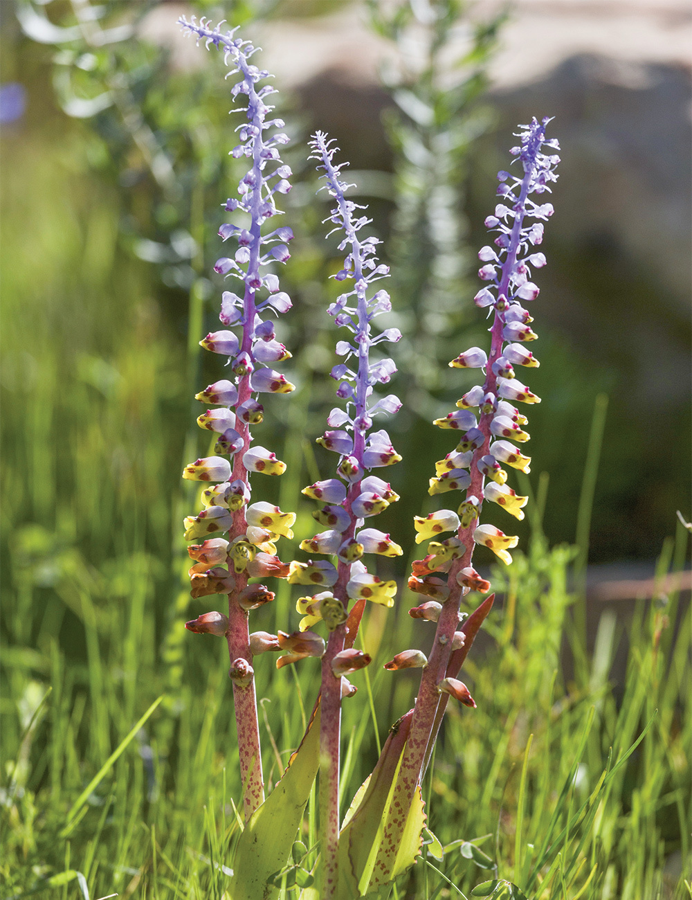 Lachenalia Sweet Soldier Boys