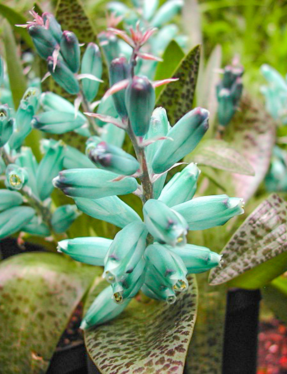 Sea Green Lachenalia