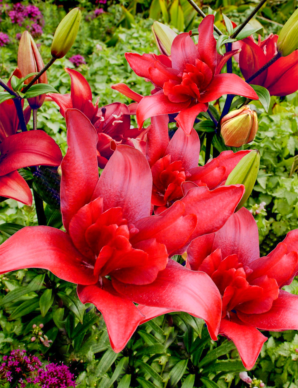 Double Asiatic Lily 'Bald Eagle'