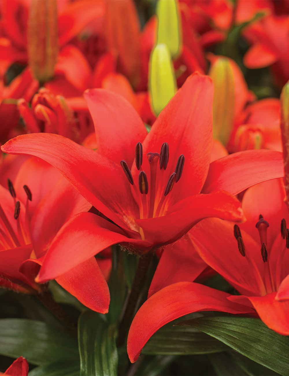 Pixie Asiatic Lilium 'Blushing Joy'