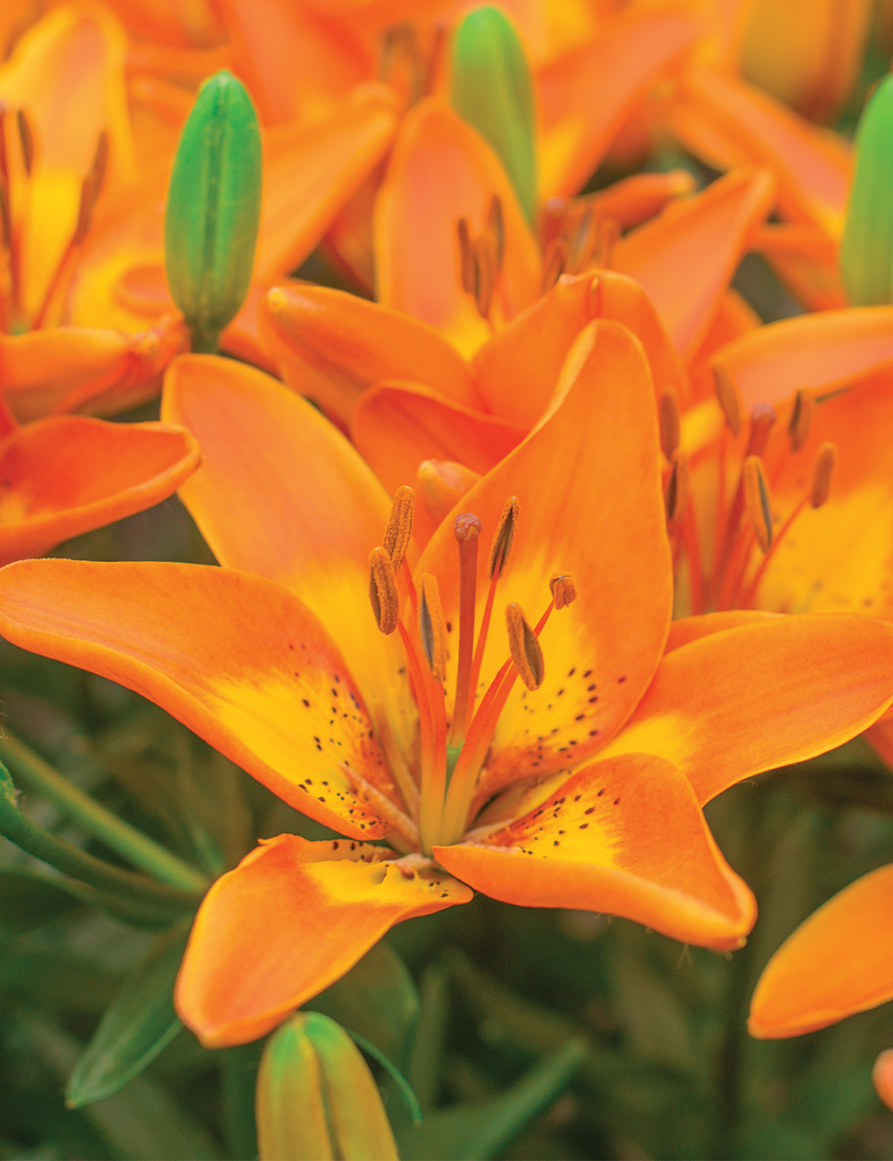 Pixie Asiatic Lilium 'Bright Joy'