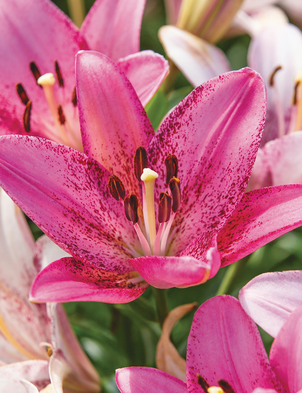 Asiatic Matisse Lilium Cogoleto