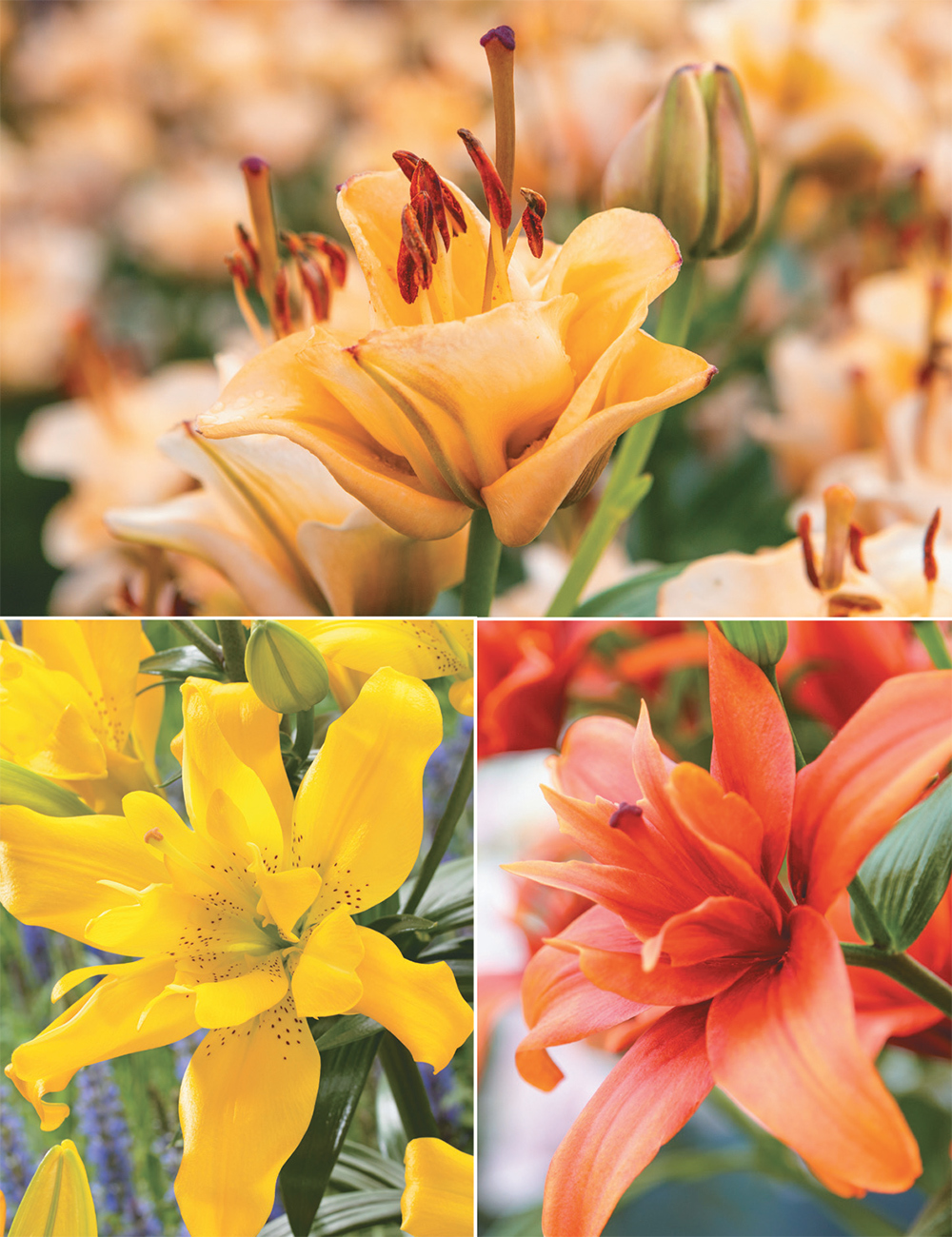 Double Asiatic Lilies (reduced) Collection