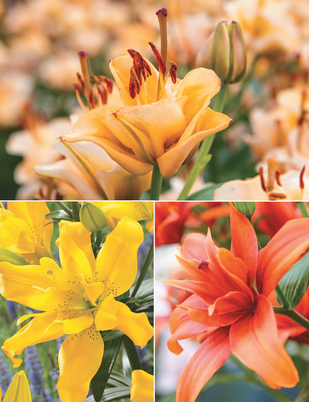 Double Asiatic Lilies Collection