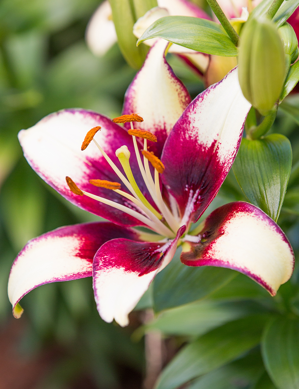 Matisse Asiatic Lilium 'Curitiba'