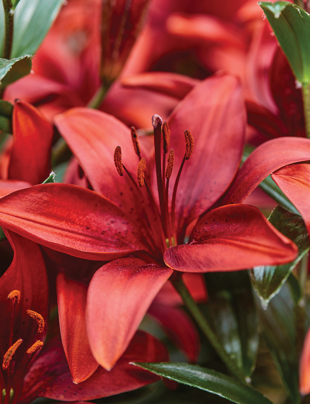 Pixie Asiatic Lilium 'Cavoli'