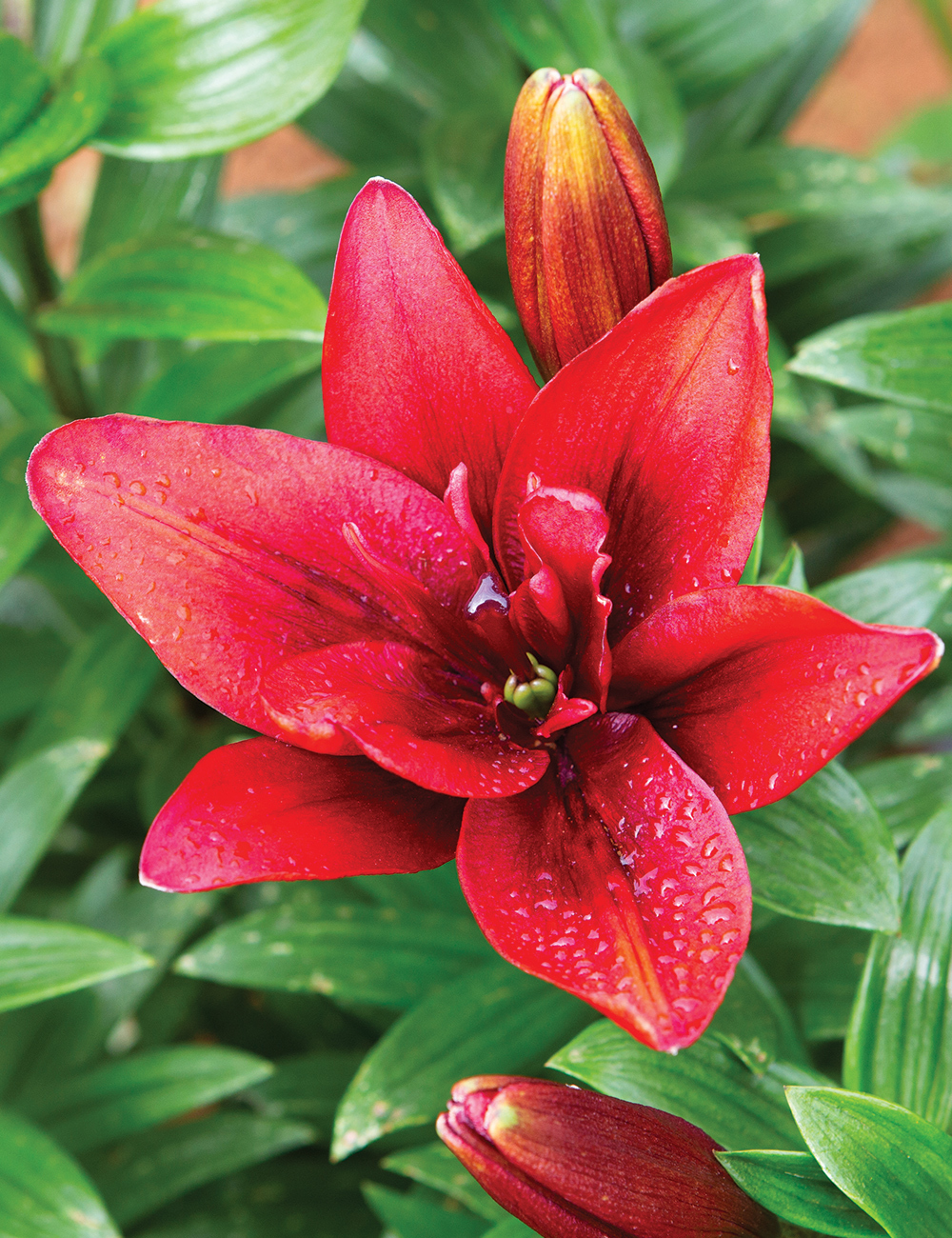 Double Asiatic Lilium Canary Wharf