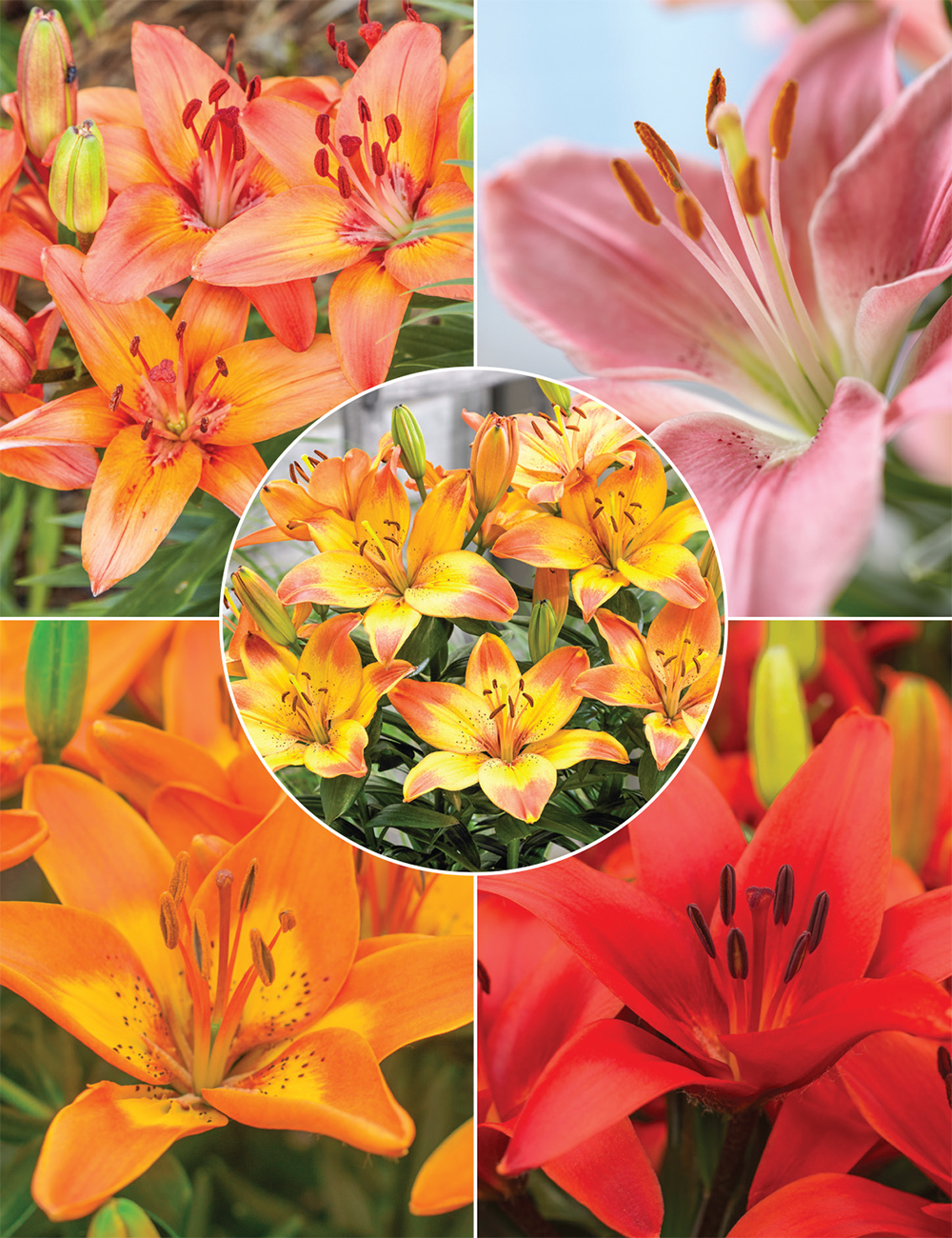 Pixie Asiatic Lilies Collection
