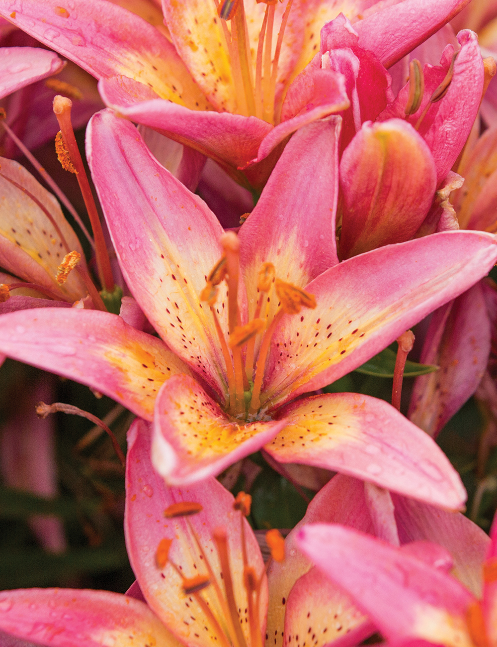 Pixie Asiatic Lilies Elegant Joy