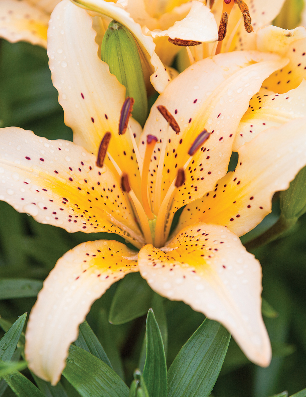 Pixie Asiatic Lilies Freckled Joy