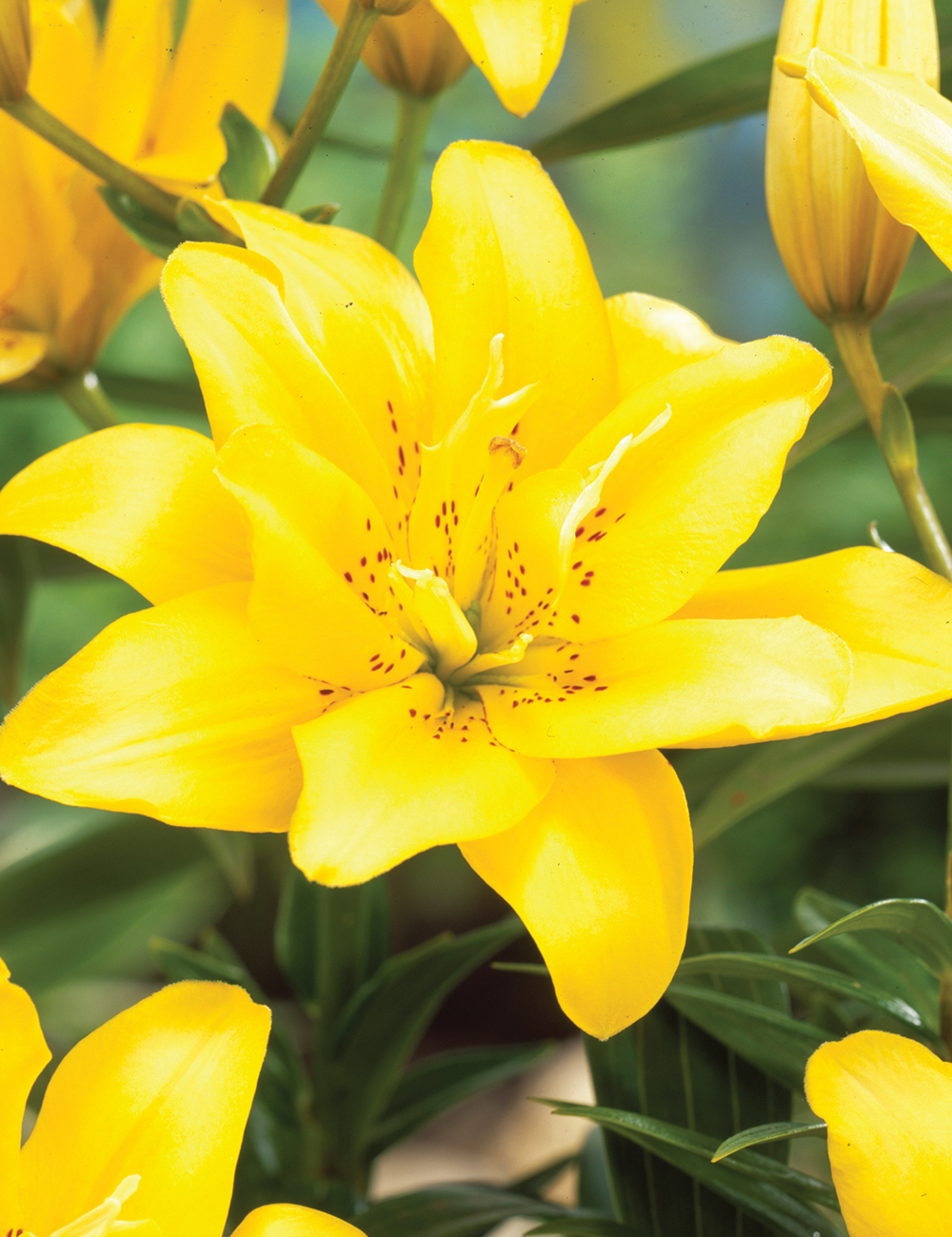 Double Asiatic Lilium 'Fata Morgana'