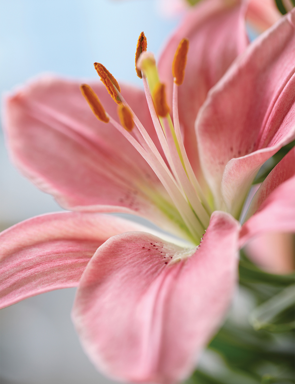 Pixie Asiatic Lilium 'Foxtrot'