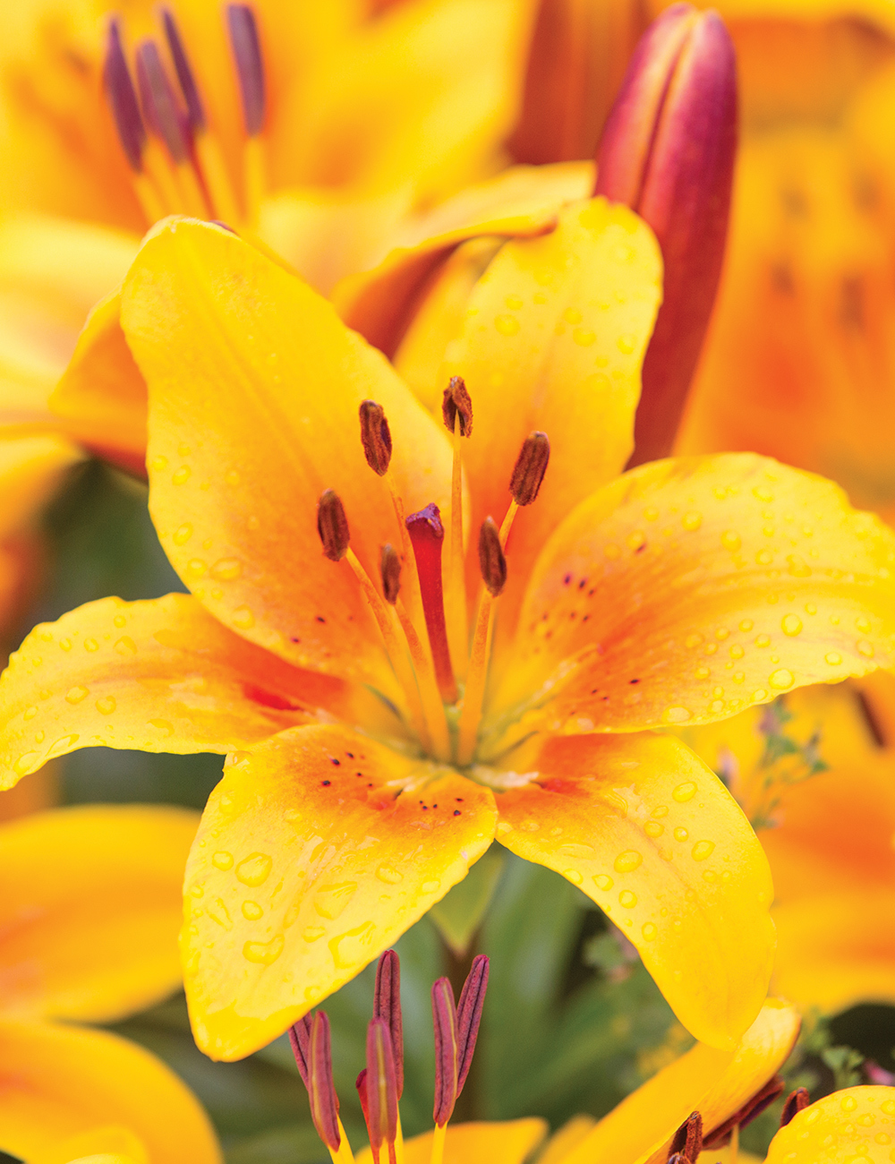 Pixie Asiatic Lilies Golden Joy