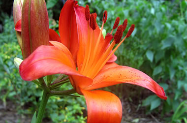 (41A) Asiatic Lily 'Gran Paradiso'